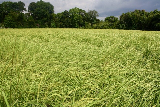Download gratuito Campo di riso Thailandia - foto o immagine gratuita da modificare con l'editor di immagini online GIMP