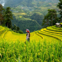 RICE FIELD THEME  screen for extension Chrome web store in OffiDocs Chromium