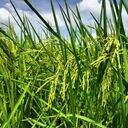 rice field wallpaper  screen for extension Chrome web store in OffiDocs Chromium