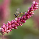Rice Flower and Bee  screen for extension Chrome web store in OffiDocs Chromium