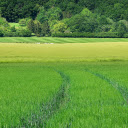 Rice is a girl  screen for extension Chrome web store in OffiDocs Chromium