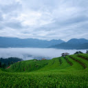 Rice on the field  screen for extension Chrome web store in OffiDocs Chromium