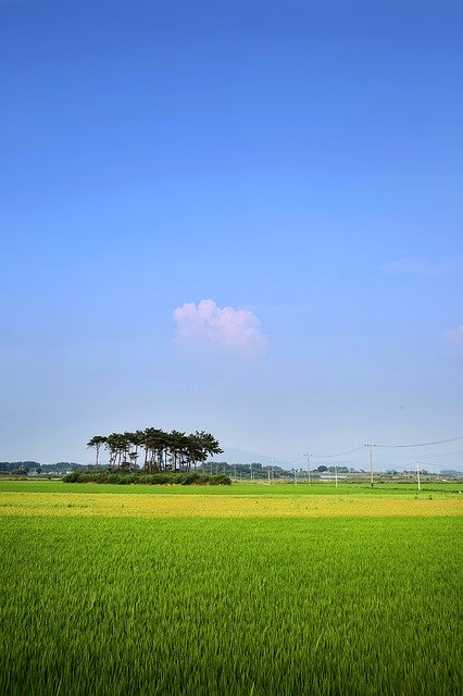 Free download Rice Paddies Ch Rural -  free photo or picture to be edited with GIMP online image editor