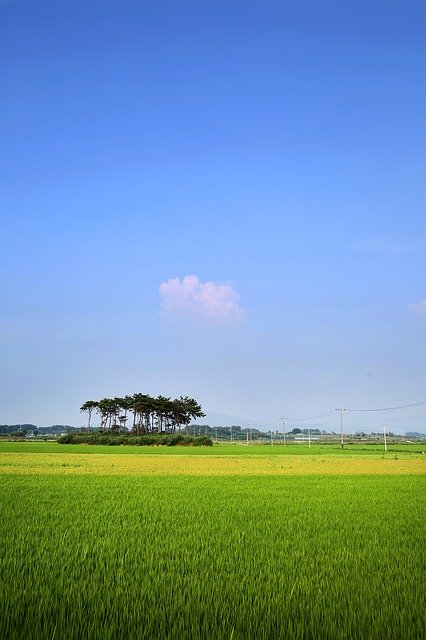 Descărcare gratuită Rice Paddies Ch Rural - fotografie sau imagini gratuite pentru a fi editate cu editorul de imagini online GIMP