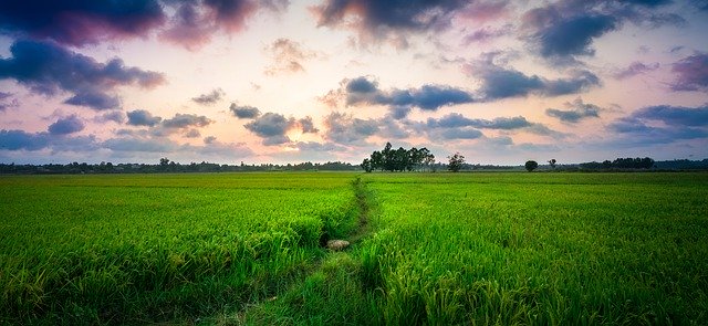 Free download Rice Paddy Sunset Sunrise -  free free photo or picture to be edited with GIMP online image editor