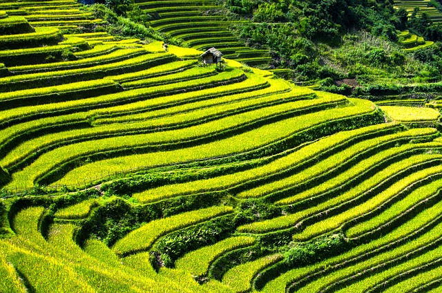 Free download rice terraces rice fields free picture to be edited with GIMP free online image editor