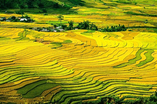 Free download rice terraces rice fields paddy free picture to be edited with GIMP free online image editor