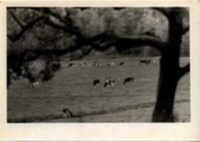 Free download Richard Rileys pasture, ca 1975 free photo or picture to be edited with GIMP online image editor