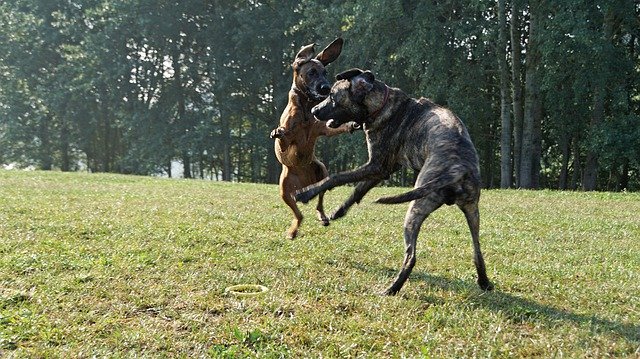 Free download Ridgeback Hanoverian Scenthound Hs -  free photo or picture to be edited with GIMP online image editor