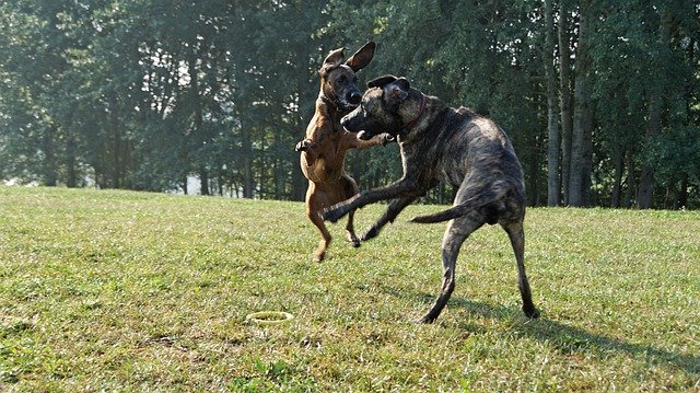 Scarica gratuitamente Ridgeback Hanoverian Scenthound Hs - foto o immagine gratuita da modificare con l'editor di immagini online GIMP