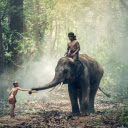 Riding an elephant in the forest  screen for extension Chrome web store in OffiDocs Chromium
