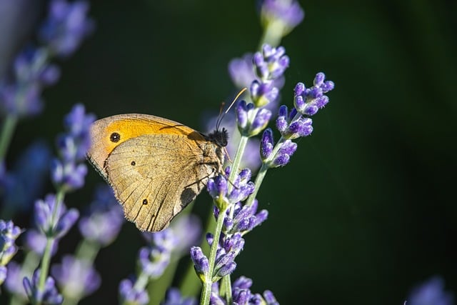 Free download ringlet butterfly nature insect free picture to be edited with GIMP free online image editor