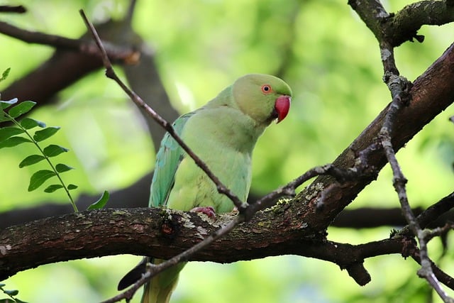 Free download ring necked parakeet parakeet parrot free picture to be edited with GIMP free online image editor