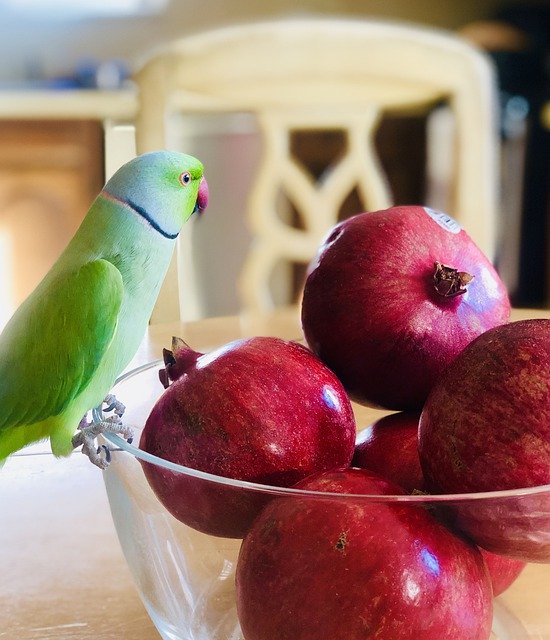 Descarga gratuita Ring Neck Indian Parrot Tropical - foto o imagen gratis para editar con el editor de imágenes en línea GIMP