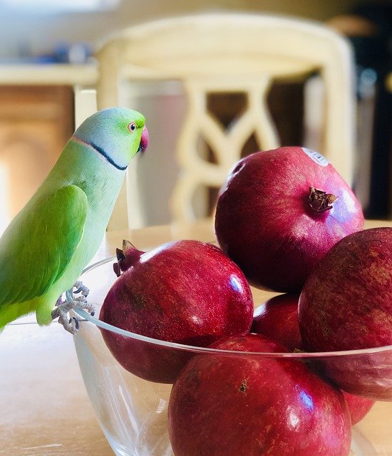 Muat turun percuma Ring Neck Indian Parrot Tropical - foto atau gambar percuma percuma untuk diedit dengan editor imej dalam talian GIMP