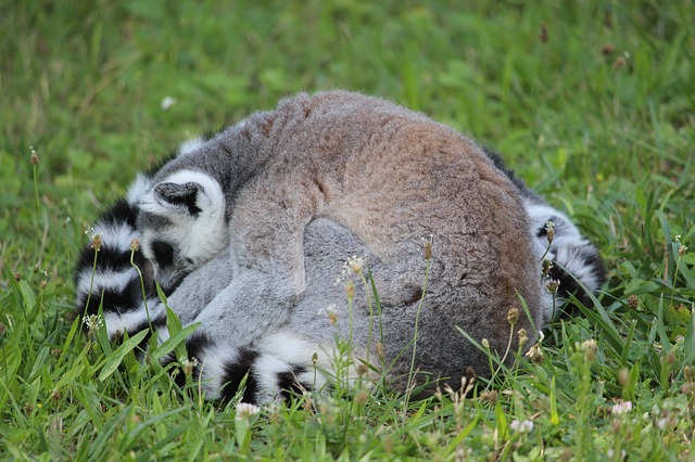 Free download ring tailed lemur katta lemus rest free picture to be edited with GIMP free online image editor