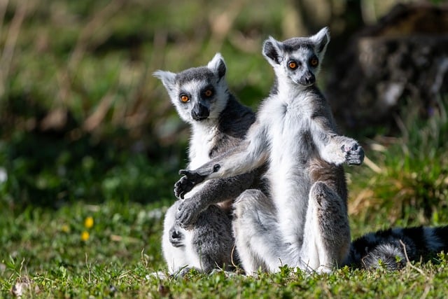 Free download ring tailed lemur lemur nature free picture to be edited with GIMP free online image editor