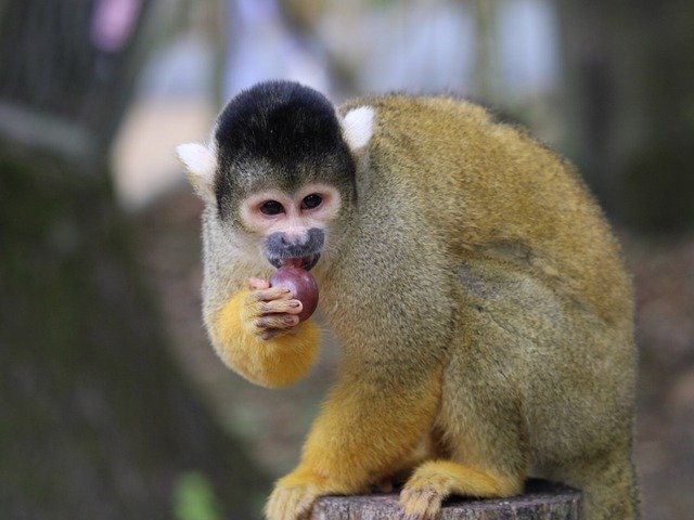 دانلود رایگان Ring-Tiled Lemur Primate Zoo - عکس یا تصویر رایگان قابل ویرایش با ویرایشگر تصویر آنلاین GIMP