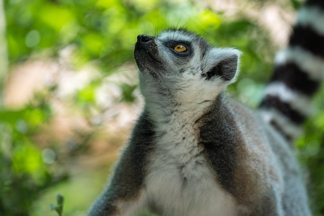 Free download ring tailed lemur wildlife animal free picture to be edited with GIMP free online image editor