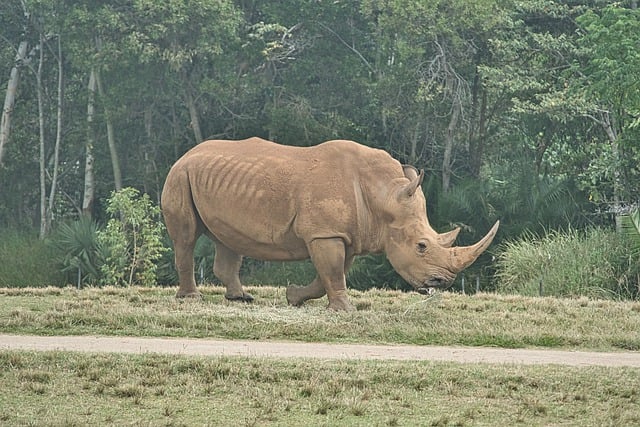 Free download rinoceros rhino wildlife africa free picture to be edited with GIMP free online image editor