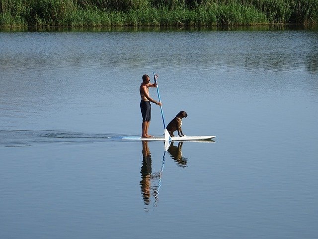 Free picture Rio Paddle Surf River Dog -  to be edited by GIMP free image editor by OffiDocs