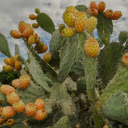 Ripe Cactus Fruit  screen for extension Chrome web store in OffiDocs Chromium