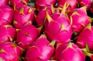 Free download Ripe Dragon Fruit free photo or picture to be edited with GIMP online image editor