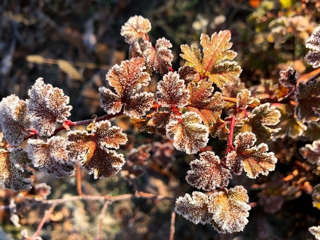 Descarga gratuita Ripe Frost Leaves: foto o imagen gratis y gratuita para editar con el editor de imágenes en línea GIMP