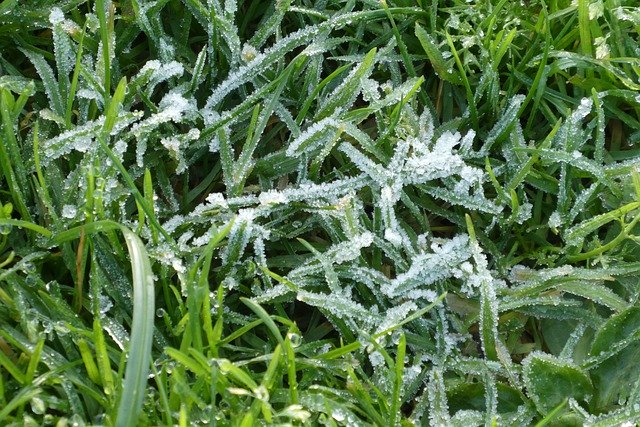 Free download Ripe Frozen Grass -  free photo or picture to be edited with GIMP online image editor
