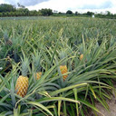 Ripe pineapple field wallpaper  screen for extension Chrome web store in OffiDocs Chromium