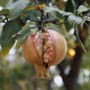 Ripe Pomegranate  screen for extension Chrome web store in OffiDocs Chromium