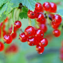 Ripe red fruit  screen for extension Chrome web store in OffiDocs Chromium