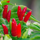 ripe red pepper plant  screen for extension Chrome web store in OffiDocs Chromium