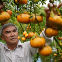 Ripe red tangerine garden  screen for extension Chrome web store in OffiDocs Chromium