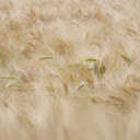 Ripe Rice Field  screen for extension Chrome web store in OffiDocs Chromium