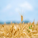 ripe rice flowers  screen for extension Chrome web store in OffiDocs Chromium