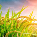 Ripe rice wallpaper  screen for extension Chrome web store in OffiDocs Chromium