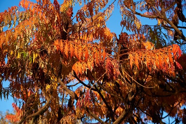 무료 다운로드 Rispiger Bubbles Tree Koelreuteria - 무료 사진 또는 GIMP 온라인 이미지 편집기로 편집할 사진