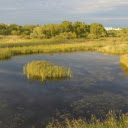 River and weeds  screen for extension Chrome web store in OffiDocs Chromium