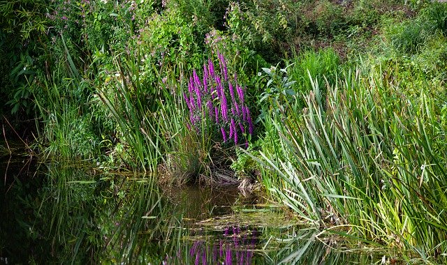 Free download Riverbank English River Bank -  free photo or picture to be edited with GIMP online image editor