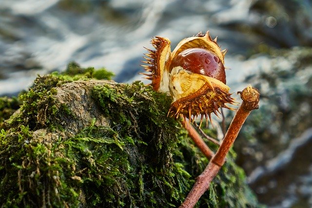 Gratis download River Chestnut - gratis foto of afbeelding om te bewerken met GIMP online afbeeldingseditor