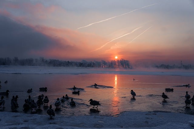 Free graphic river duck birds frost winter to be edited by GIMP free image editor by OffiDocs