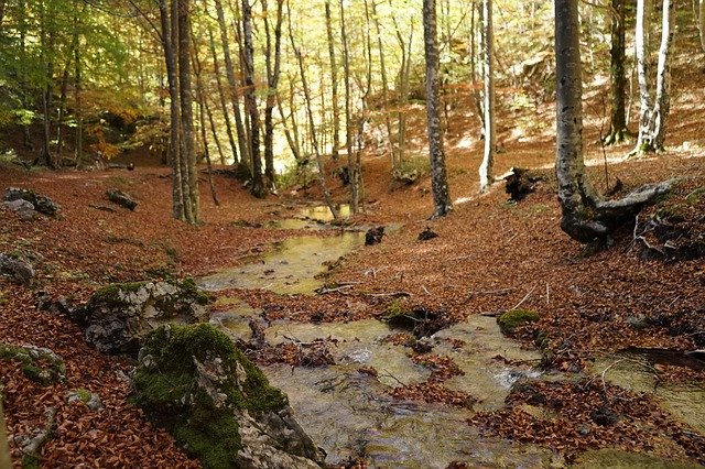 Téléchargement gratuit River Forest Foliage - photo ou image gratuite à éditer avec l'éditeur d'images en ligne GIMP