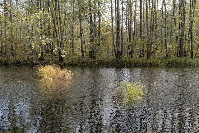 Download gratuito Paesaggio della foresta fluviale - foto o immagine gratuita gratuita da modificare con l'editor di immagini online di GIMP