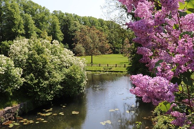 Muat turun percuma River Nature Flowers - foto atau gambar percuma untuk diedit dengan editor imej dalam talian GIMP