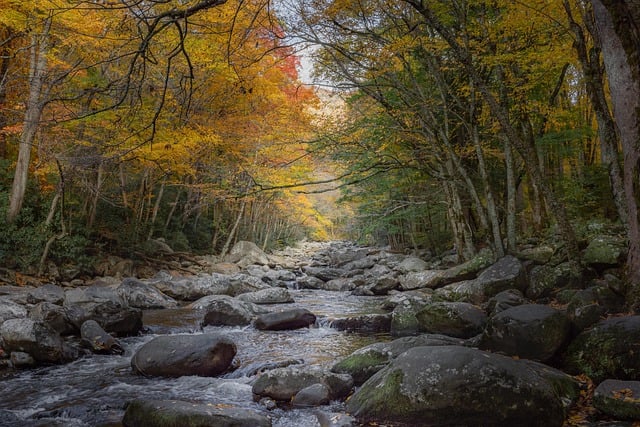 Téléchargement gratuit d'une image gratuite de paysage forestier de rivière nature à modifier avec l'éditeur d'images en ligne gratuit GIMP