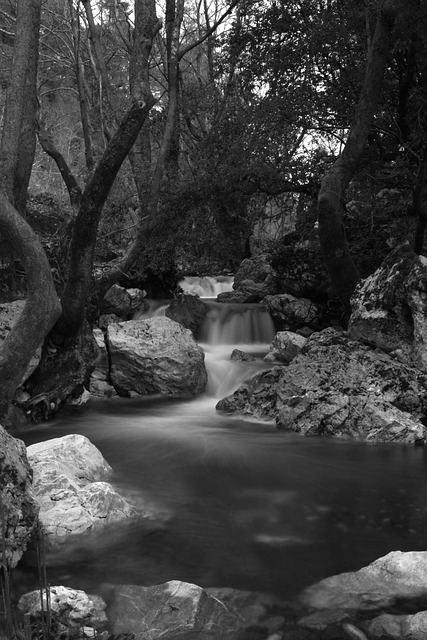 Free download river nature forest monochrome free picture to be edited with GIMP free online image editor