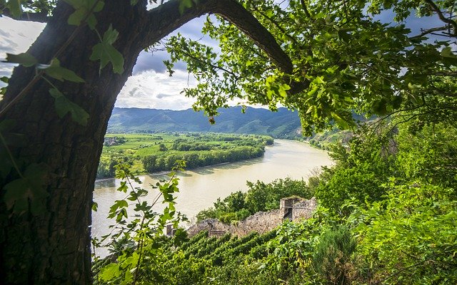 Скачать бесплатно River Tree Trees - бесплатное фото или изображение для редактирования с помощью онлайн-редактора изображений GIMP