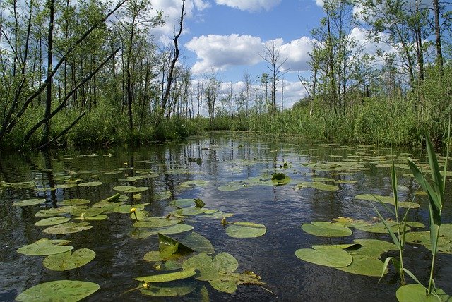 Unduh gratis River Water Lilies Lake - foto atau gambar gratis untuk diedit dengan editor gambar online GIMP