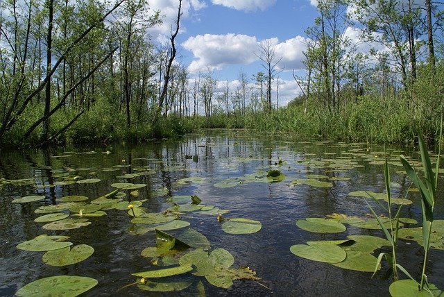 Download gratuito River Water Lilies Lake - foto o immagine gratuita da modificare con l'editor di immagini online di GIMP